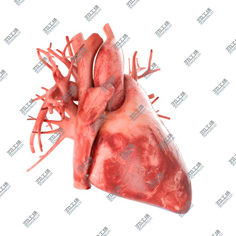 images/goods_img/2021040164/Human heart animated v3. Vray ready materials and scene of human heart/2.jpg